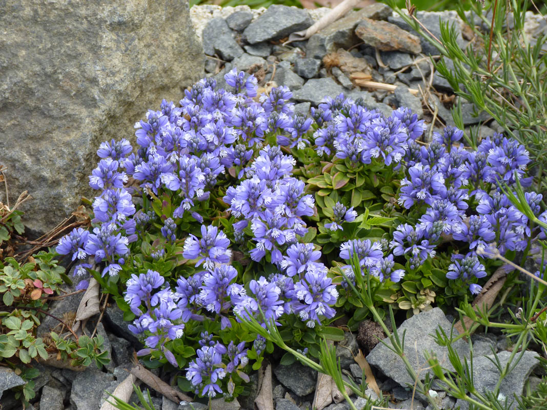 Polygala calcarea 'Lillet' photo